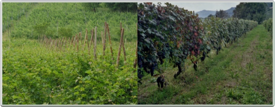 Eno Agriturismo Gallina Giacinto a Santo Stefano Belbo - Vigne